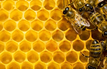 Propolis